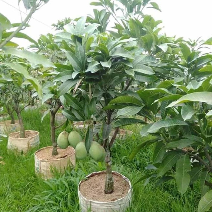 bibit mangga manalagi